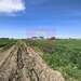 Teren intravilan cu potantial pentru investitie